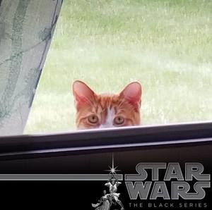 Meet your Posher, Steve